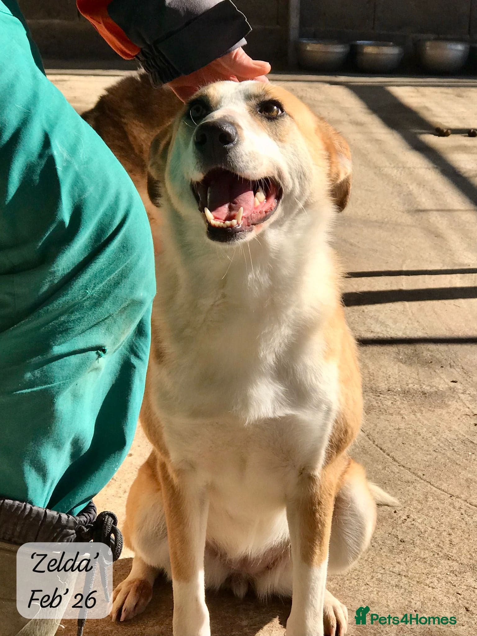 Zelda, 3 yrs old approx. photo 9