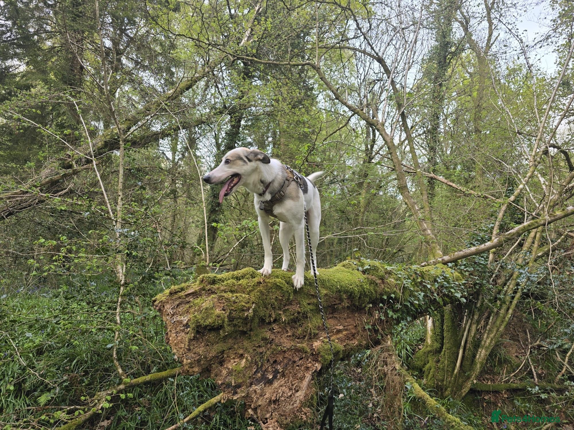 ๏ธ๐ถ bela โ Mixed Breed