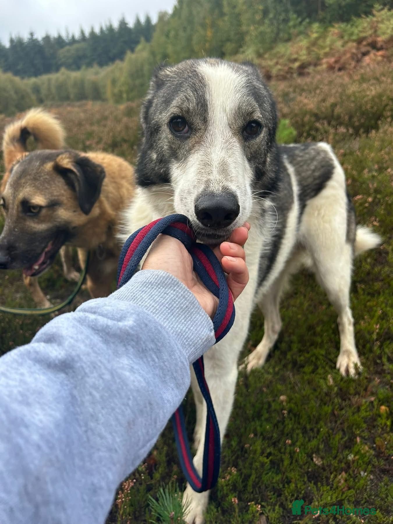 Matteo - Norwich Norfolk photo 14