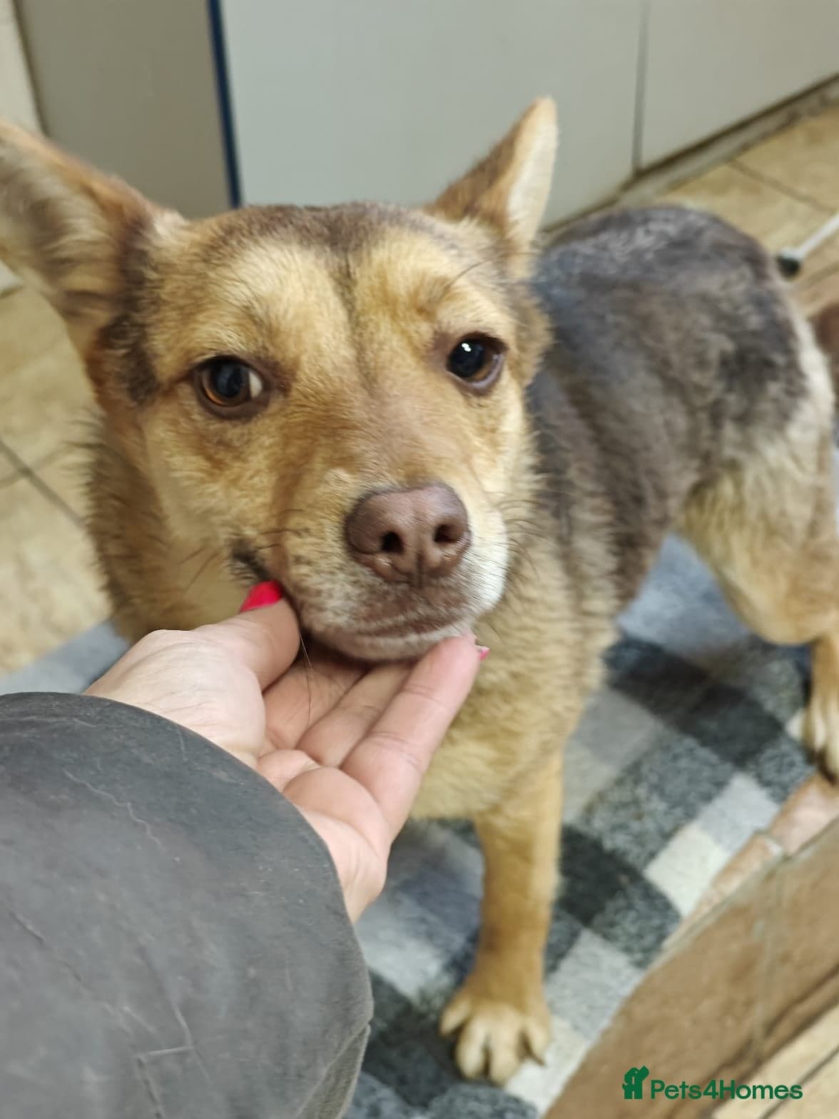 ️🐶 rudya photo 15