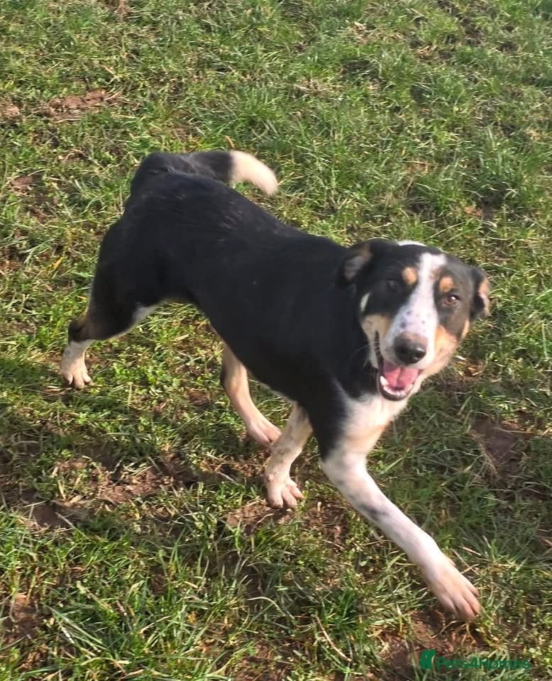 Tommy - your new sidekick — Mixed Breed