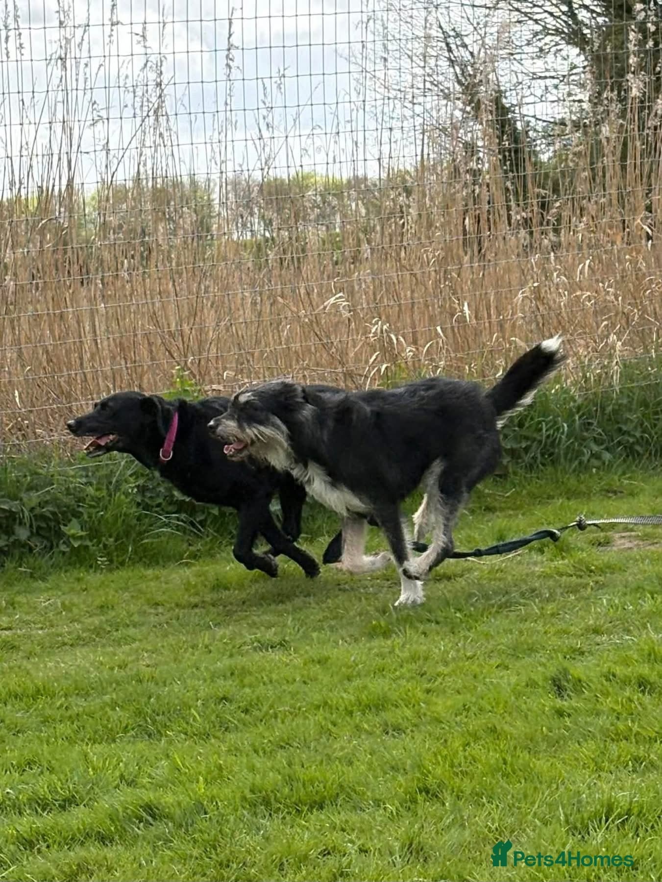 Mabel - Badersfield Norfolk photo 5