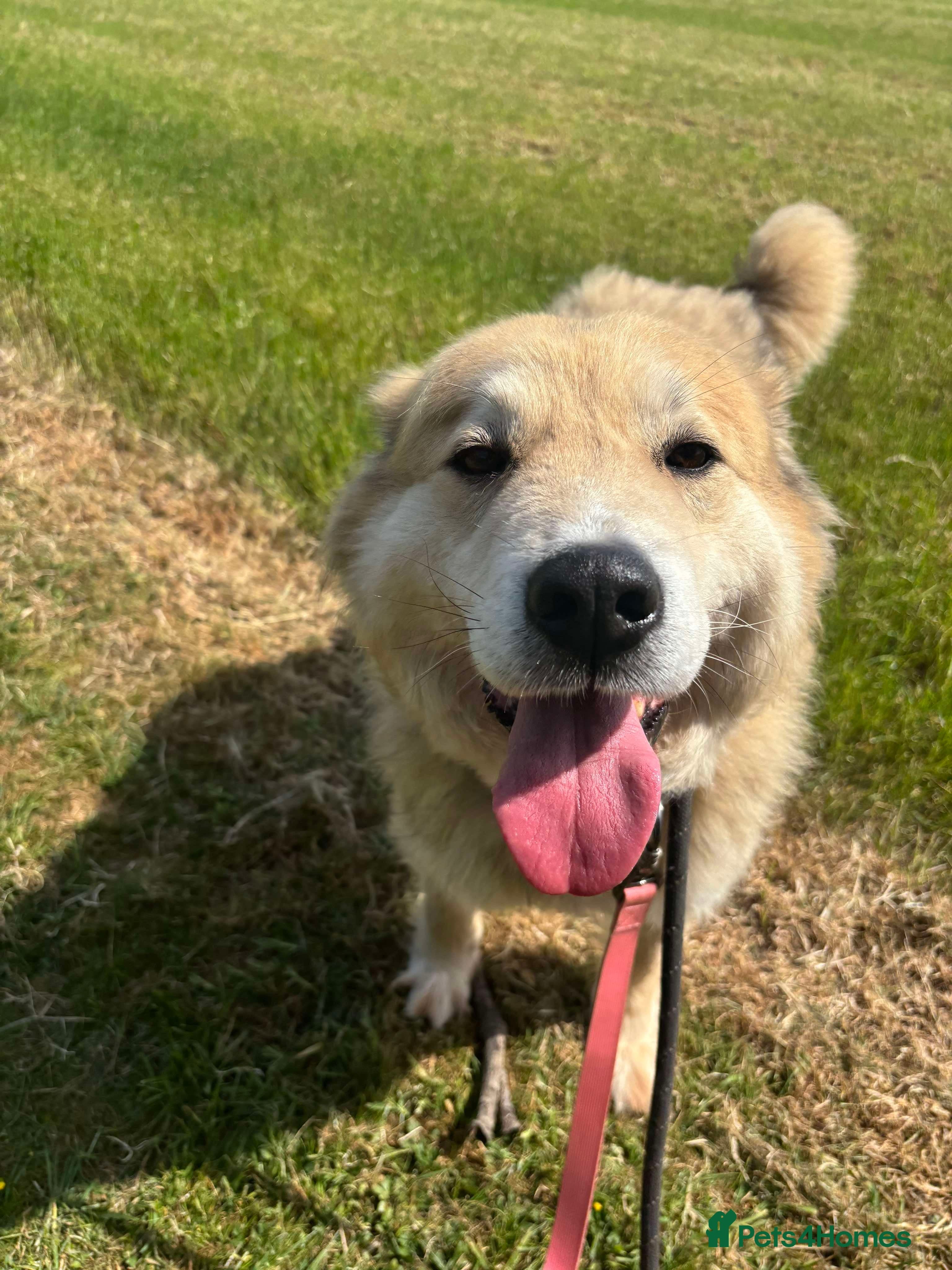 Meet Paddy, currently residing in Cheshire photo 16