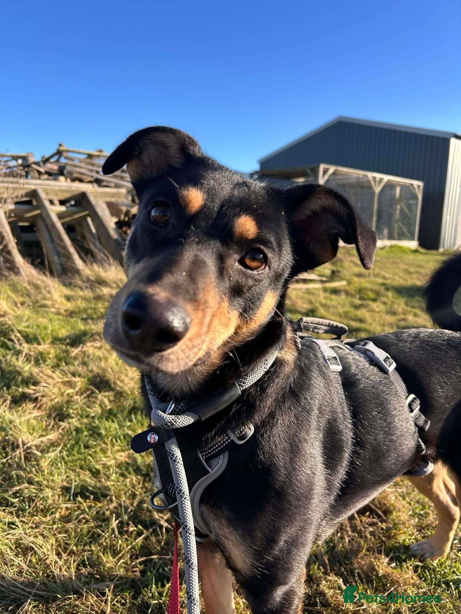 Meet Puffin currently residing in Essex photo 8