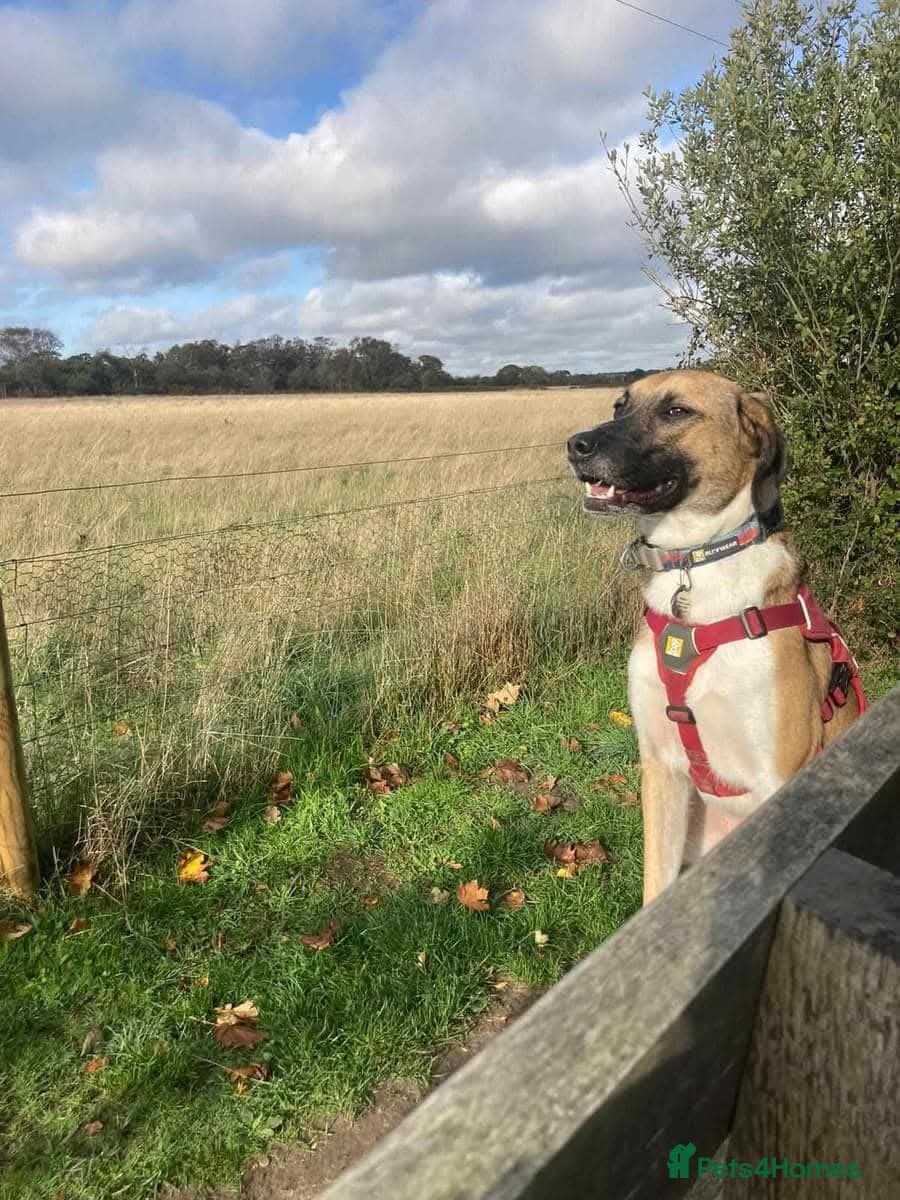 Meet Erol, currently residing in Surrey — Mixed Breed
