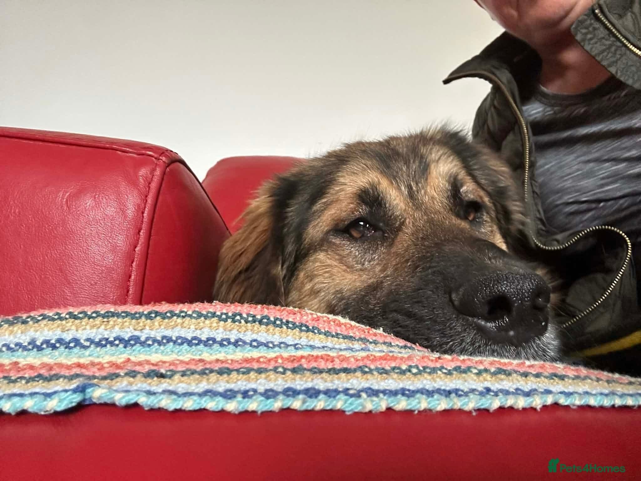 Alfie - Norwich Norfolk photo 7