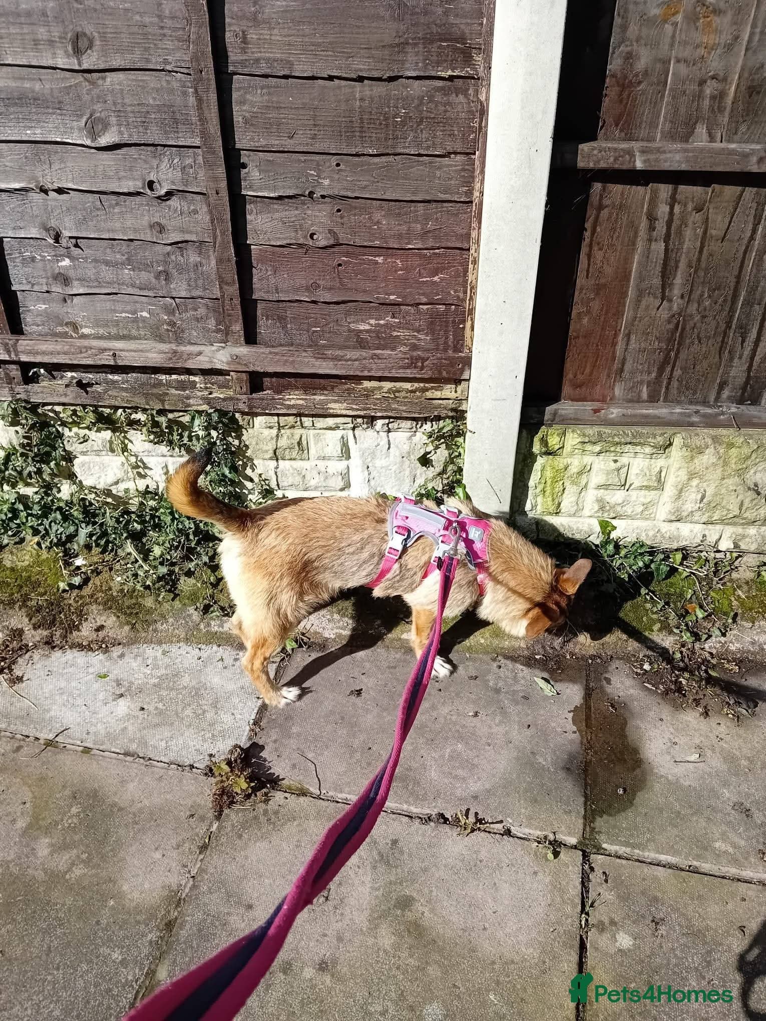Meet Bitsy, currently residing in Wrexham — Mixed Breed