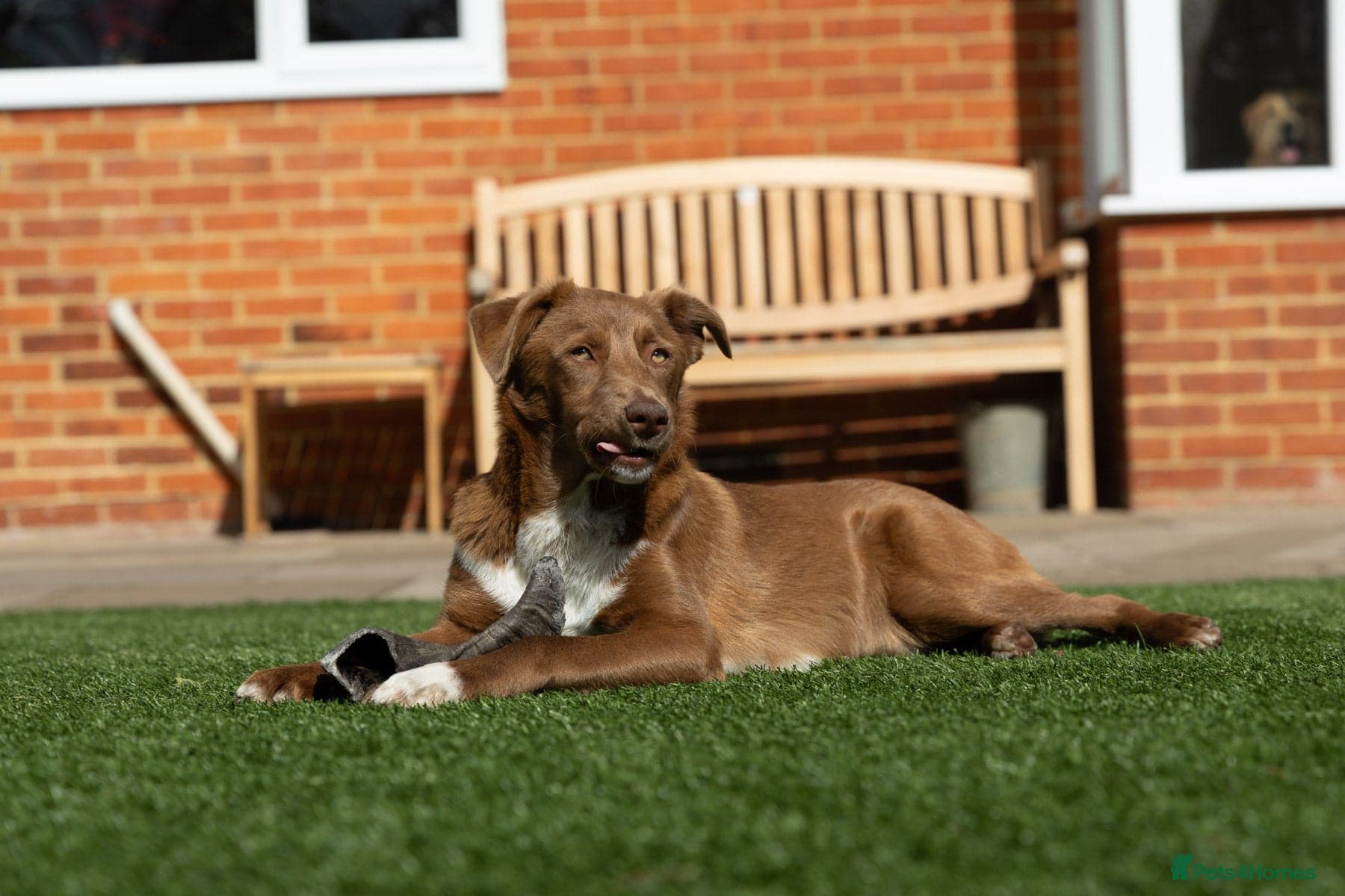 Mocha - everyone loves this lad photo 5