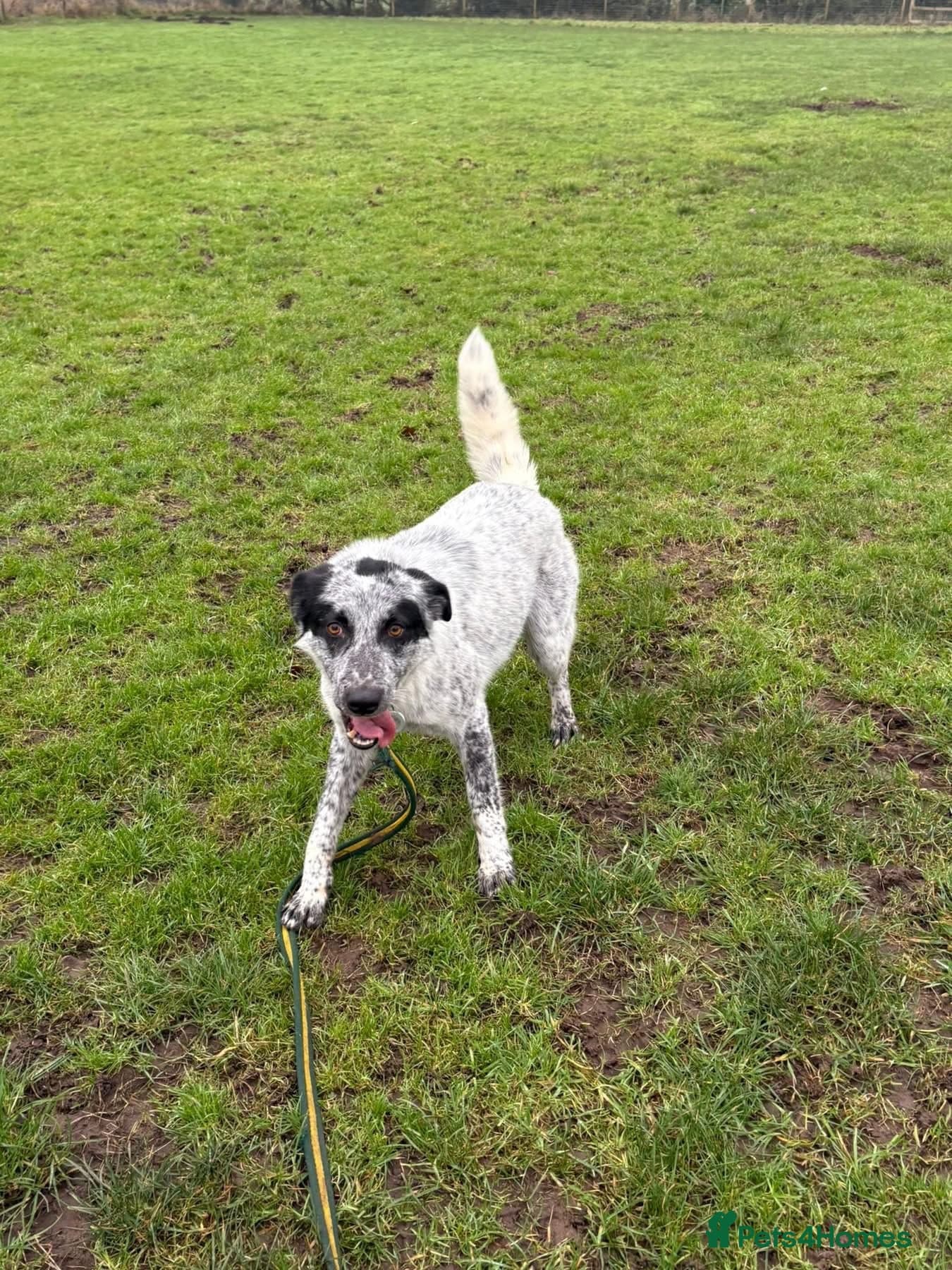 Cessil - Norwich Norfolk photo 14