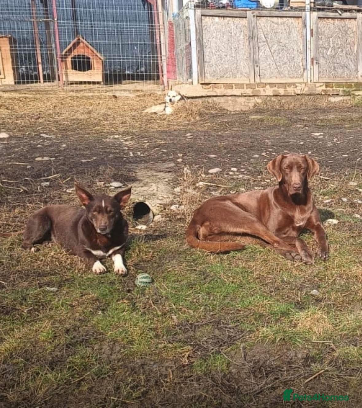 India - Norwich Norfolk photo 20