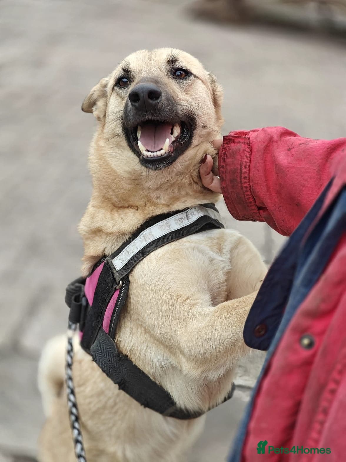 ️🐶 stacy photo 12