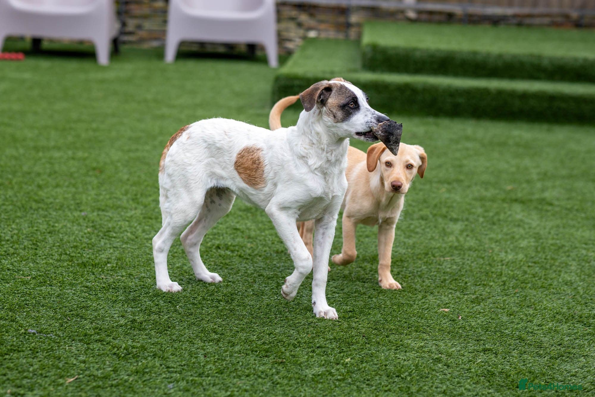 Petit Poppy photo 18