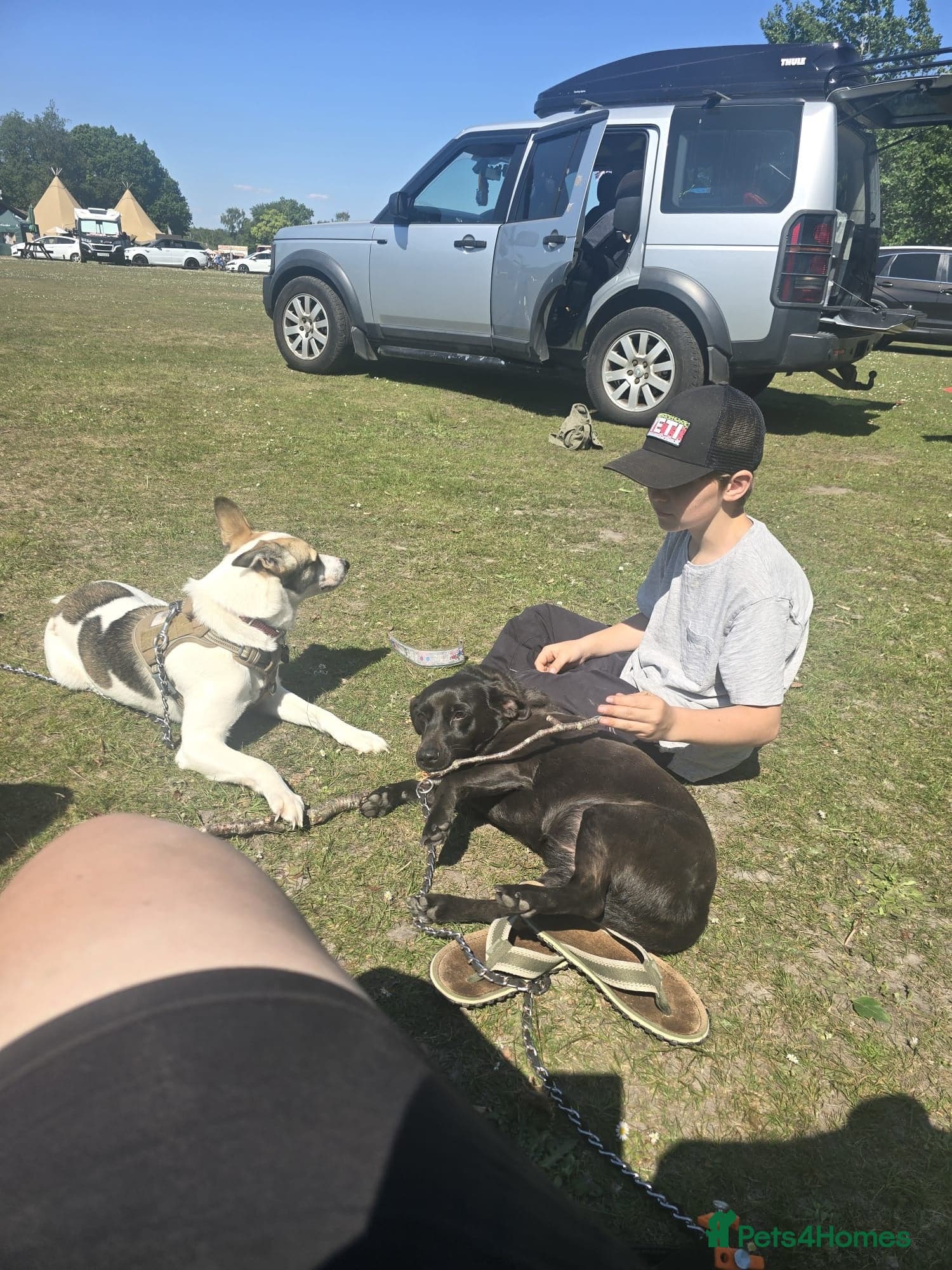 ๏ธ๐ถ bela photo 10