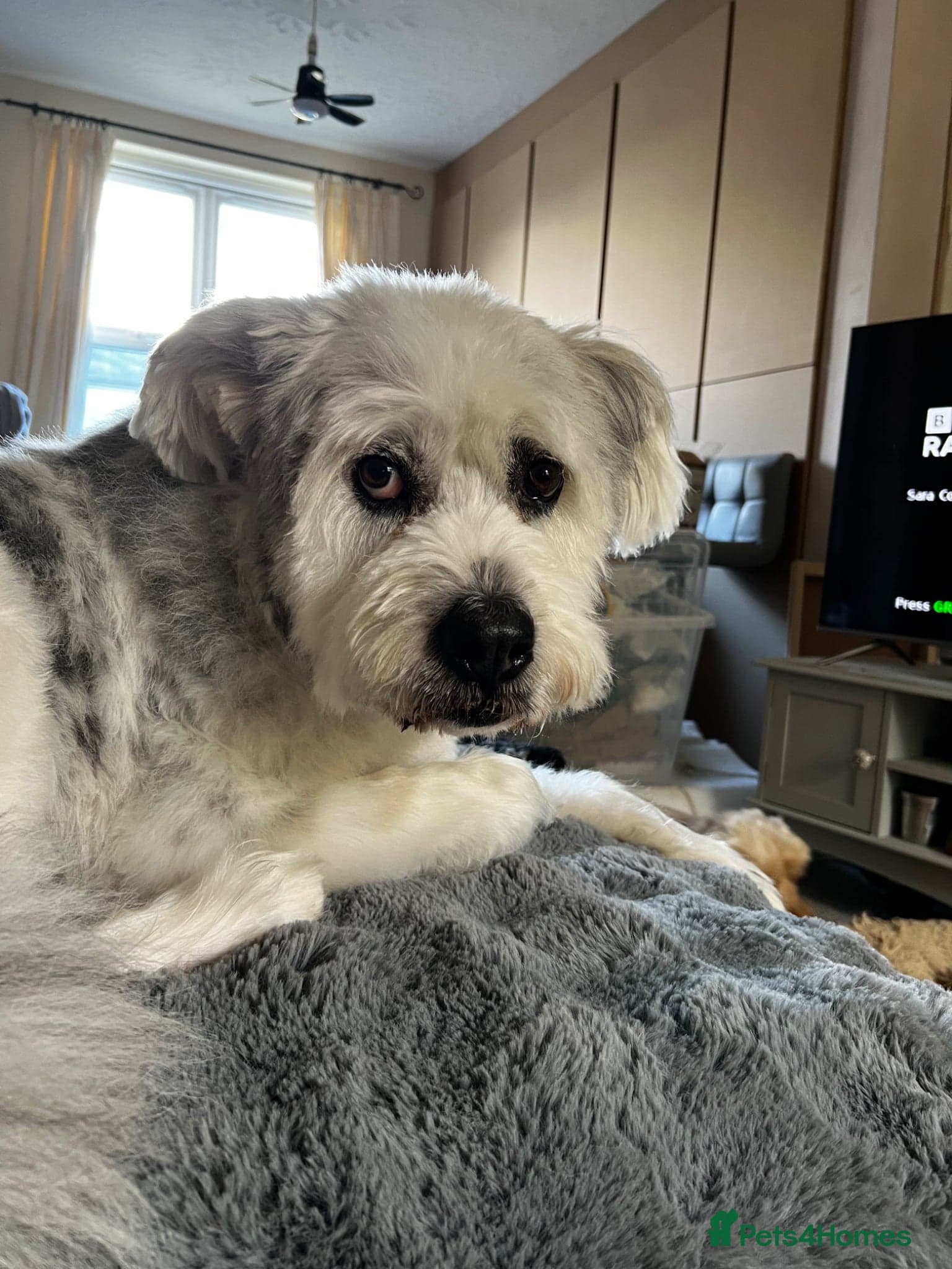 Teddy โ Mixed Breed