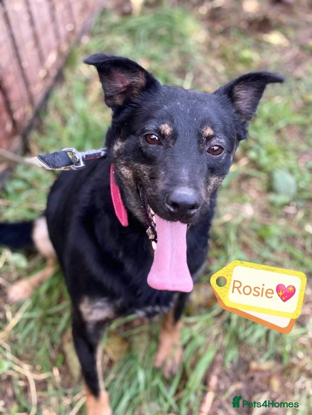 ️🐶 rosie photo 2