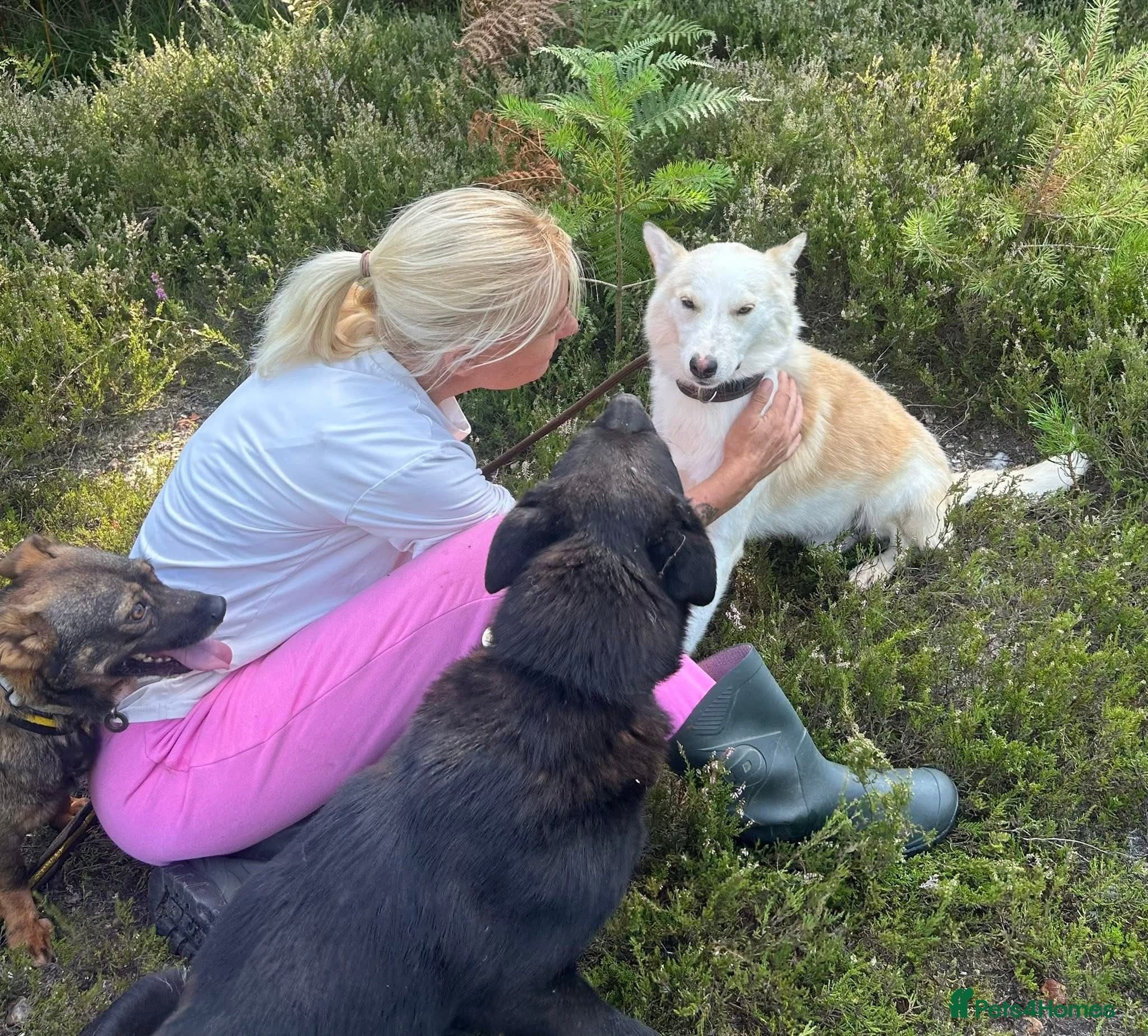 Song - Norwich Norfolk photo 20