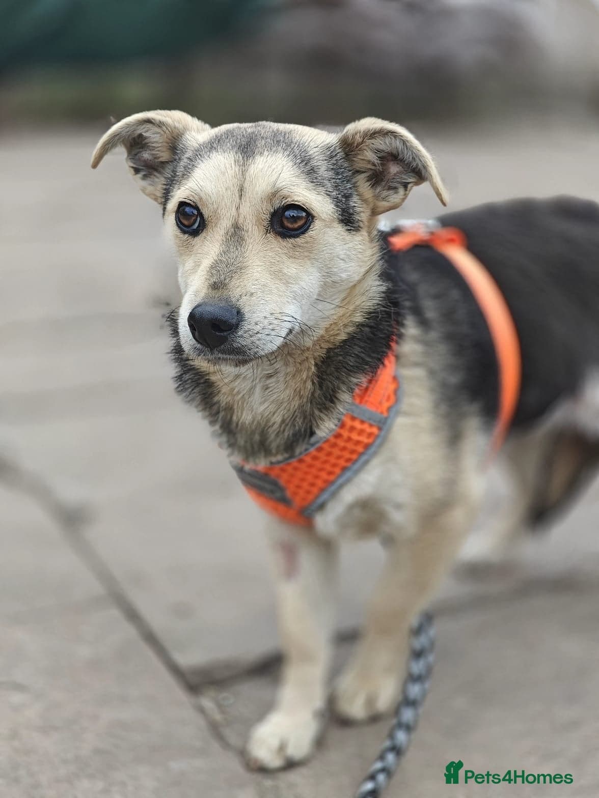 ️🐶 maree photo 17