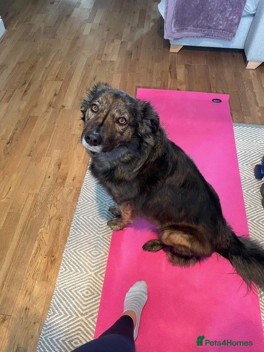 Meet Lenny, currently residing in Southsea — Mixed Breed