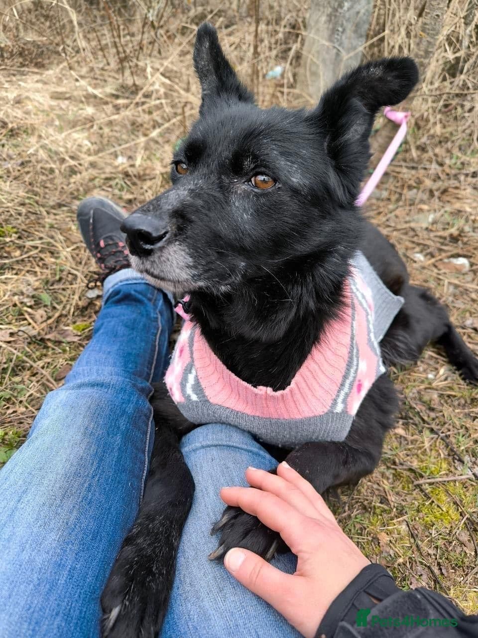 ๏ธ๐ถ tofa photo 30