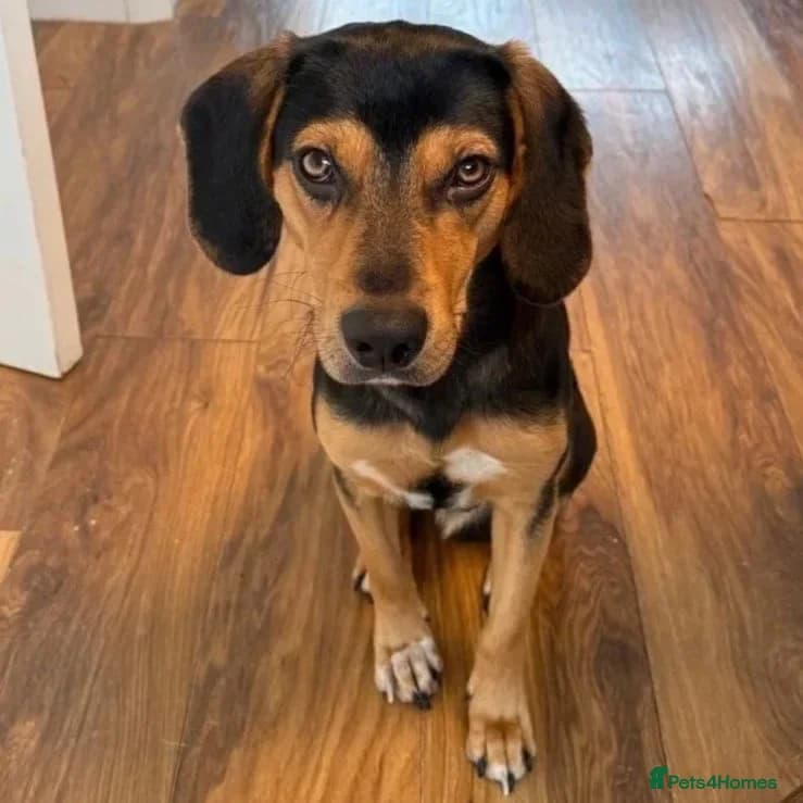 Ivan (Greek Harehound) photo 2