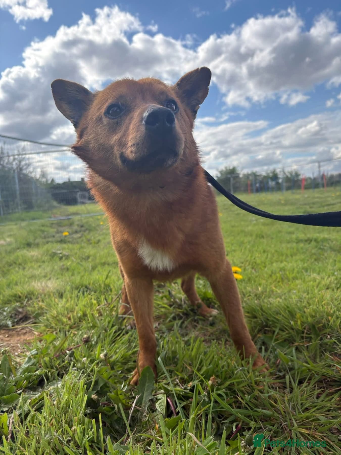 Eli - Norwich Norfolk photo 10