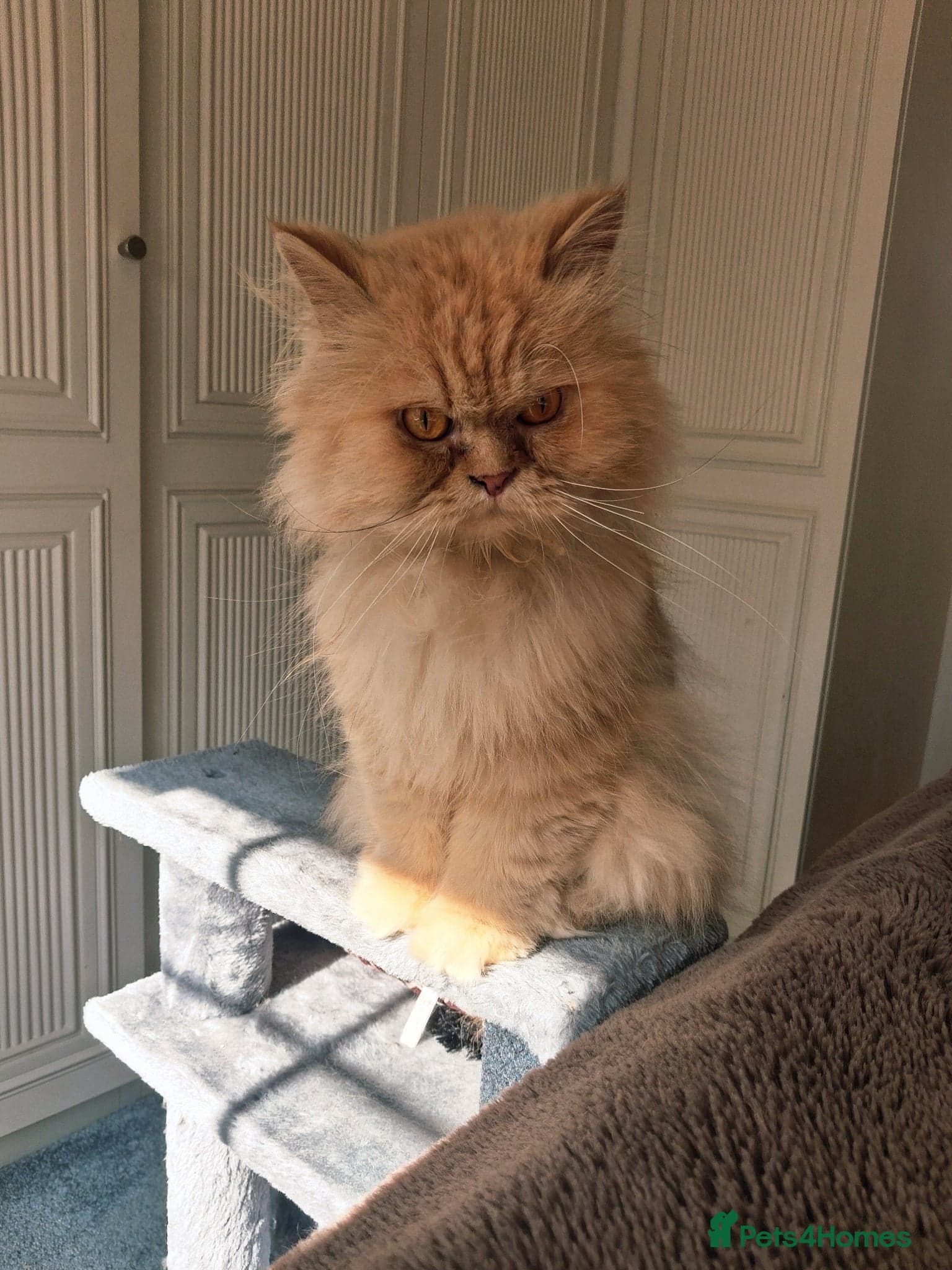 Lovely Lady Marigold photo 6