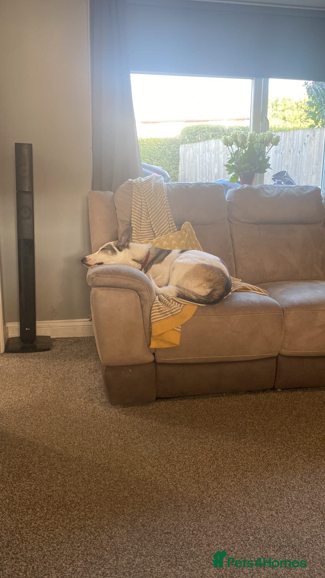 ๏ธ๐ถ bela photo 16