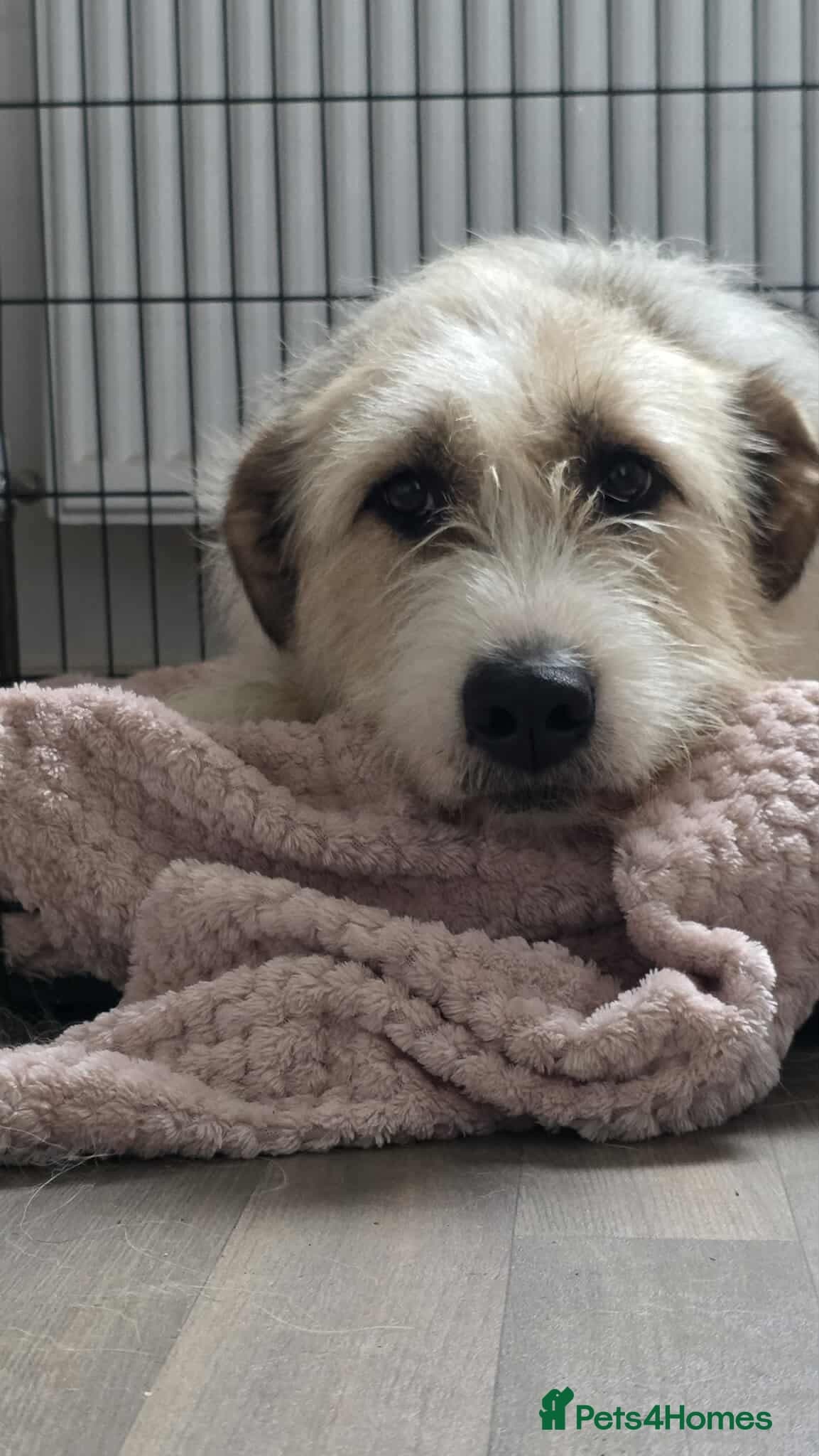 Hershey & Harley ๐ still Waiting photo 8