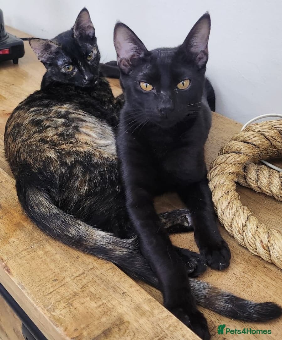 Tarzan — Domestic Shorthair