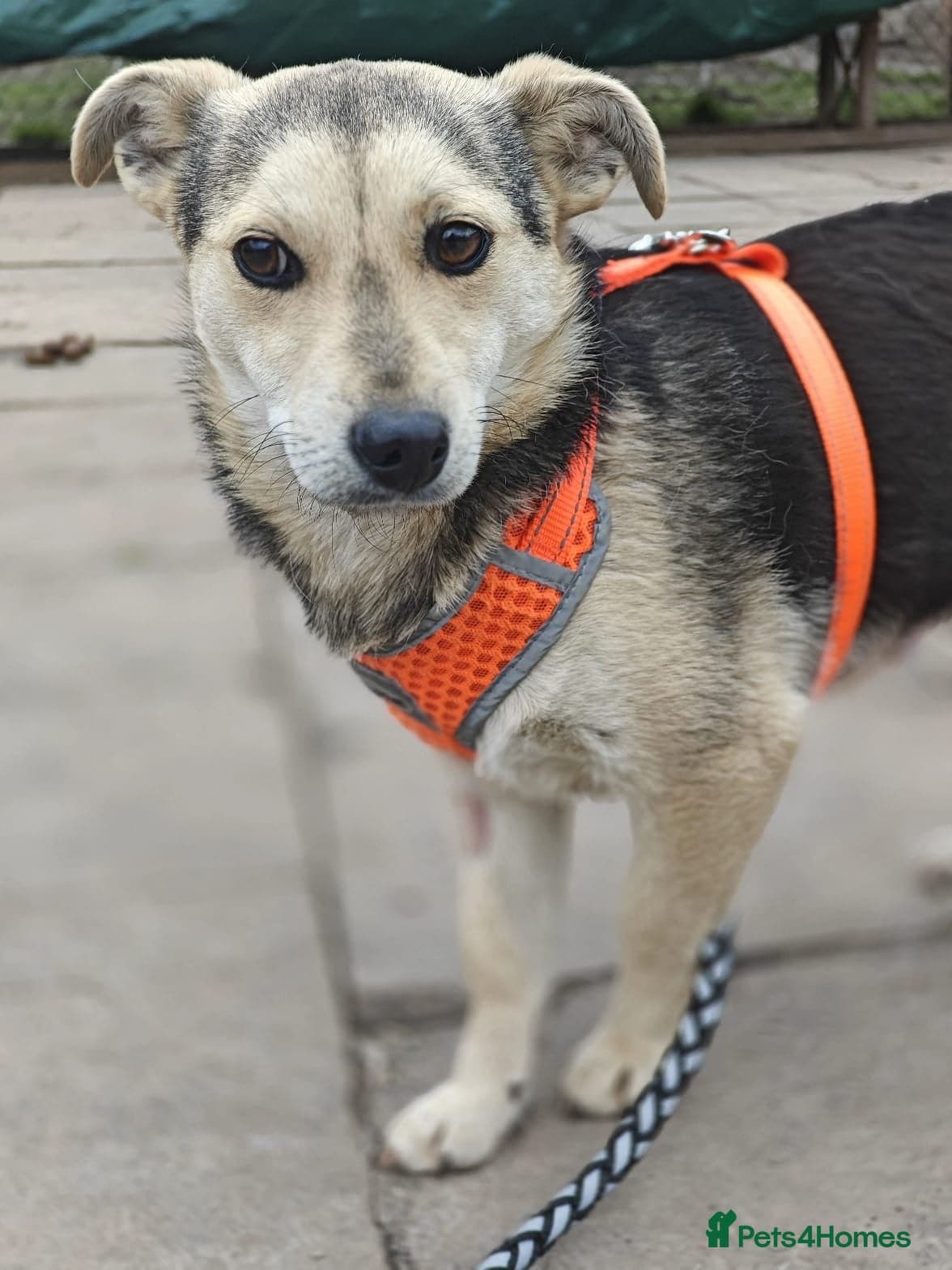 ️🐶 maree photo 15