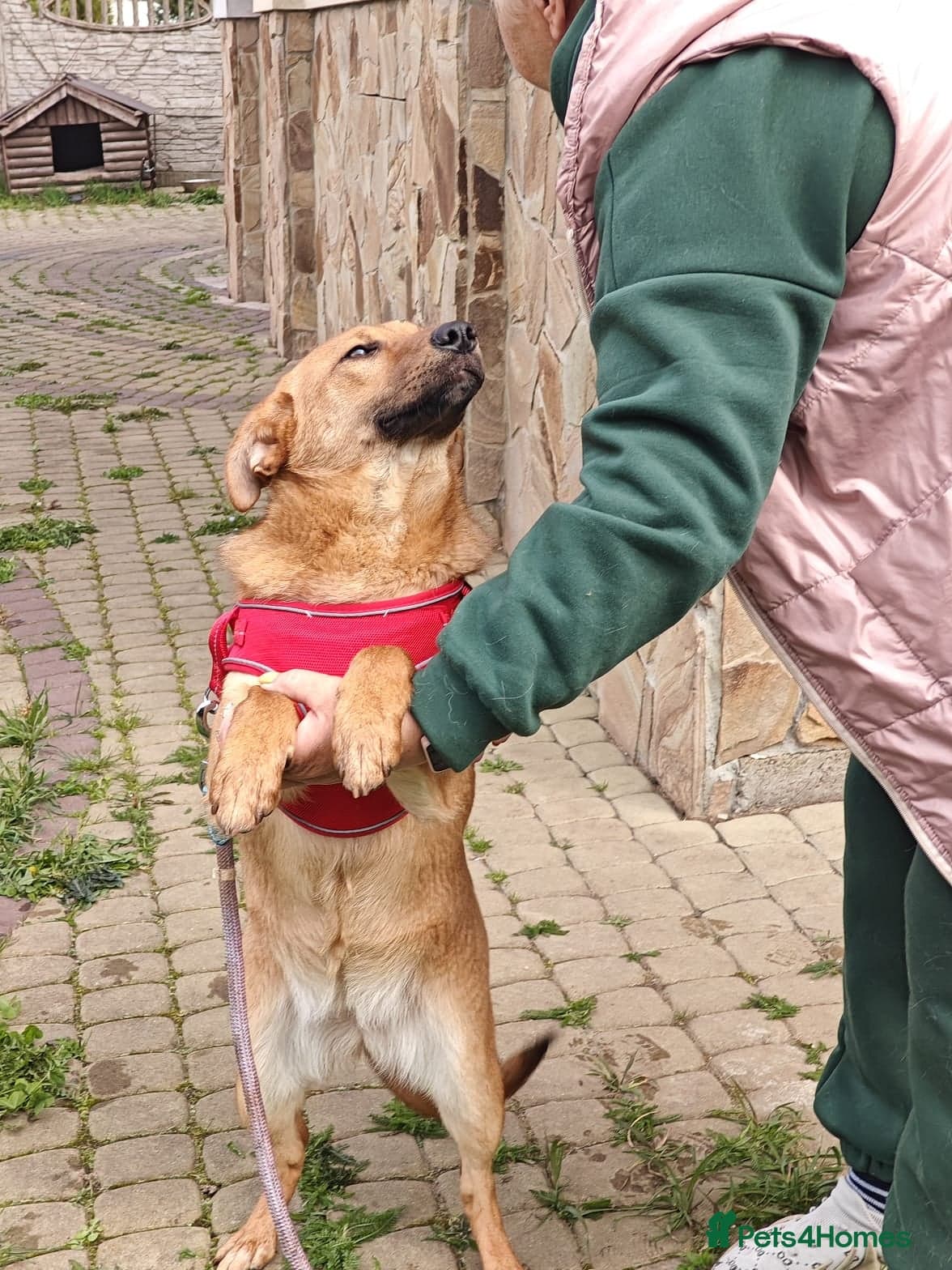 ️🐶 yara photo 19