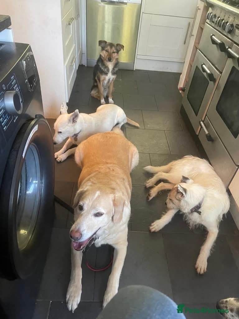 Meet Honey, currently residing in Guilford photo 9