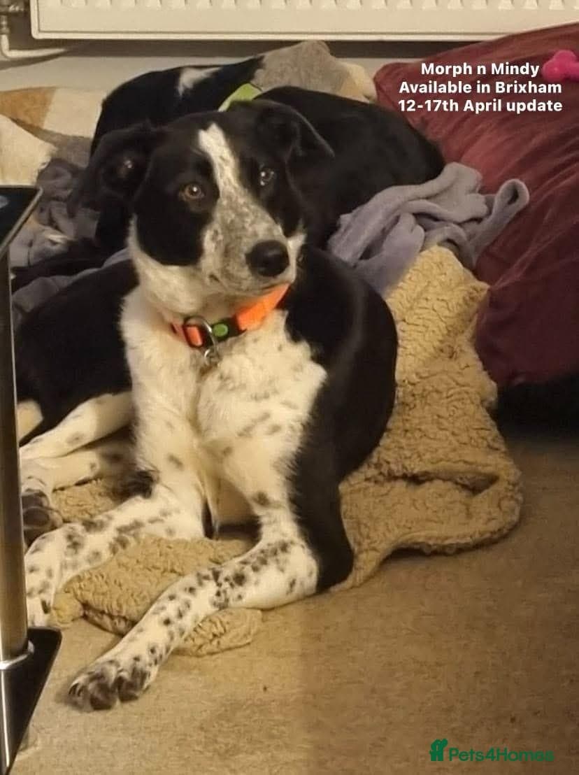 Pretty Mindy. Reserved STC. — Mixed Breed