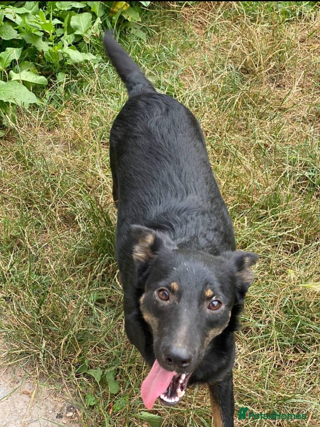 ️ROSIE❤️2.5 yo low-medium friendly loving girl photo 8