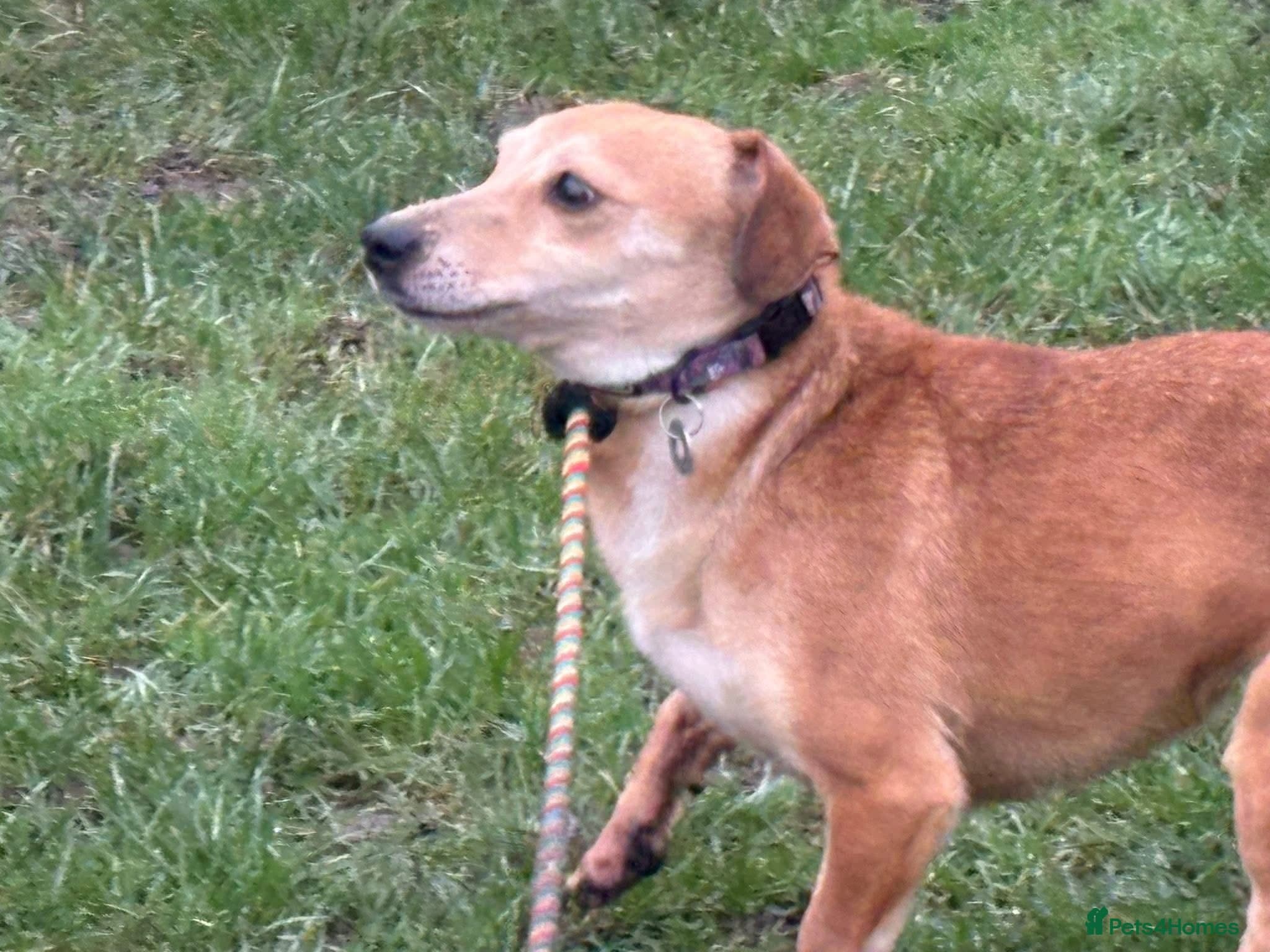 Mavis - Norwich Norfolk photo 8