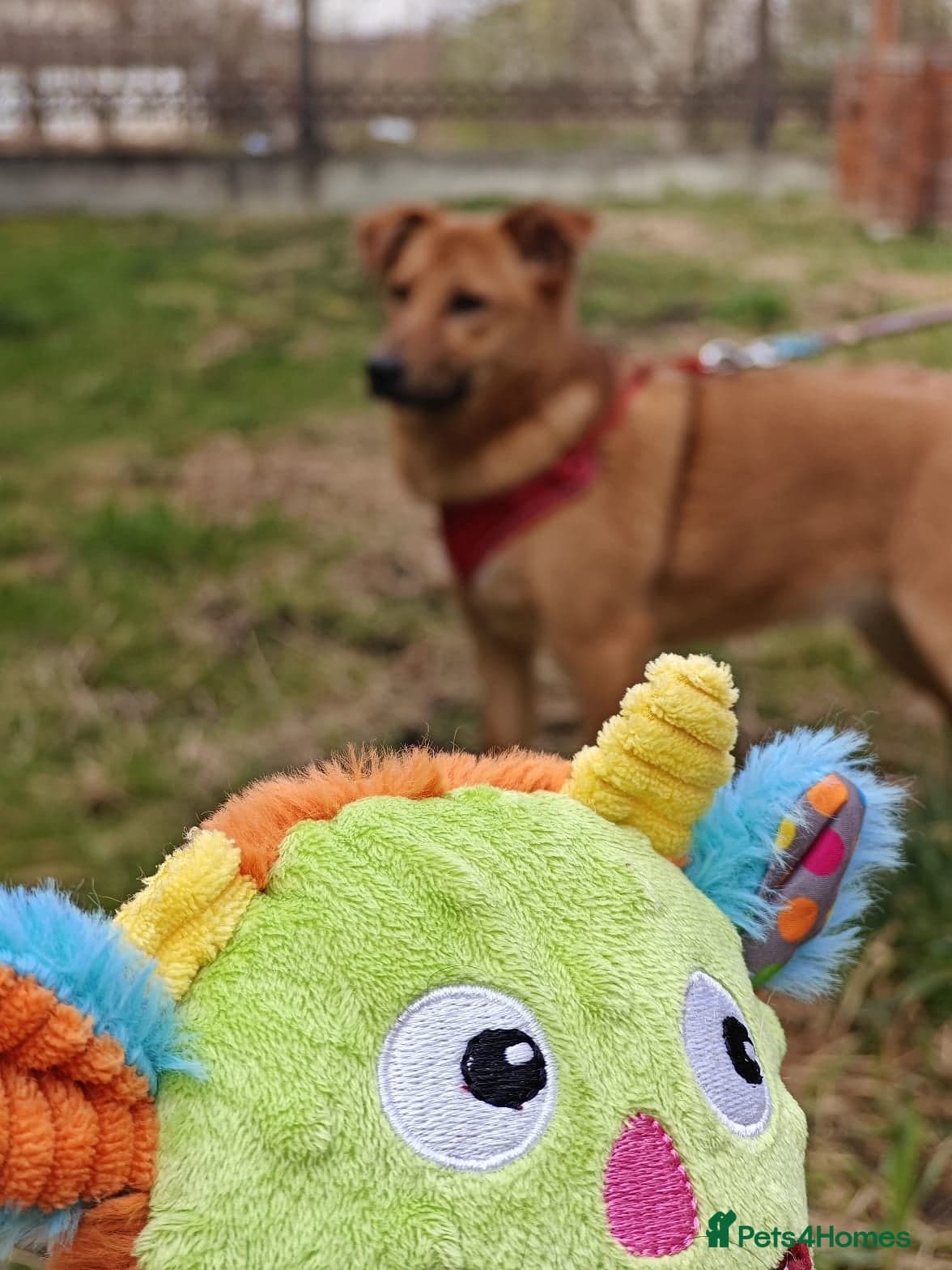 ️🐶 yara photo 13