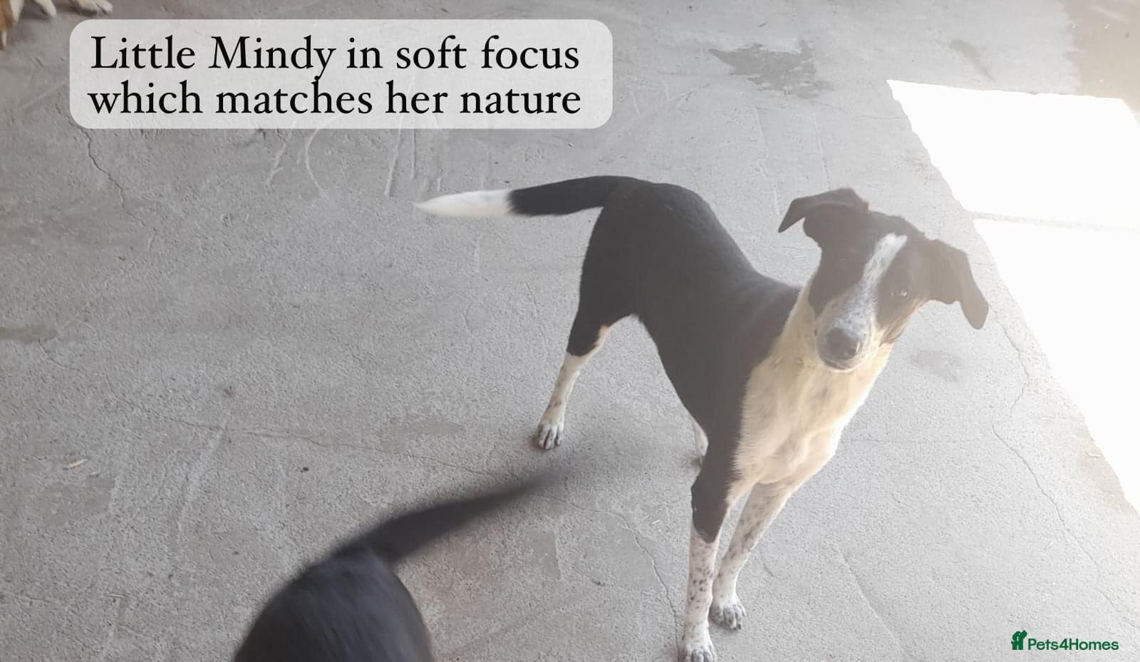 Pretty Mindy. Reserved STC. photo 19