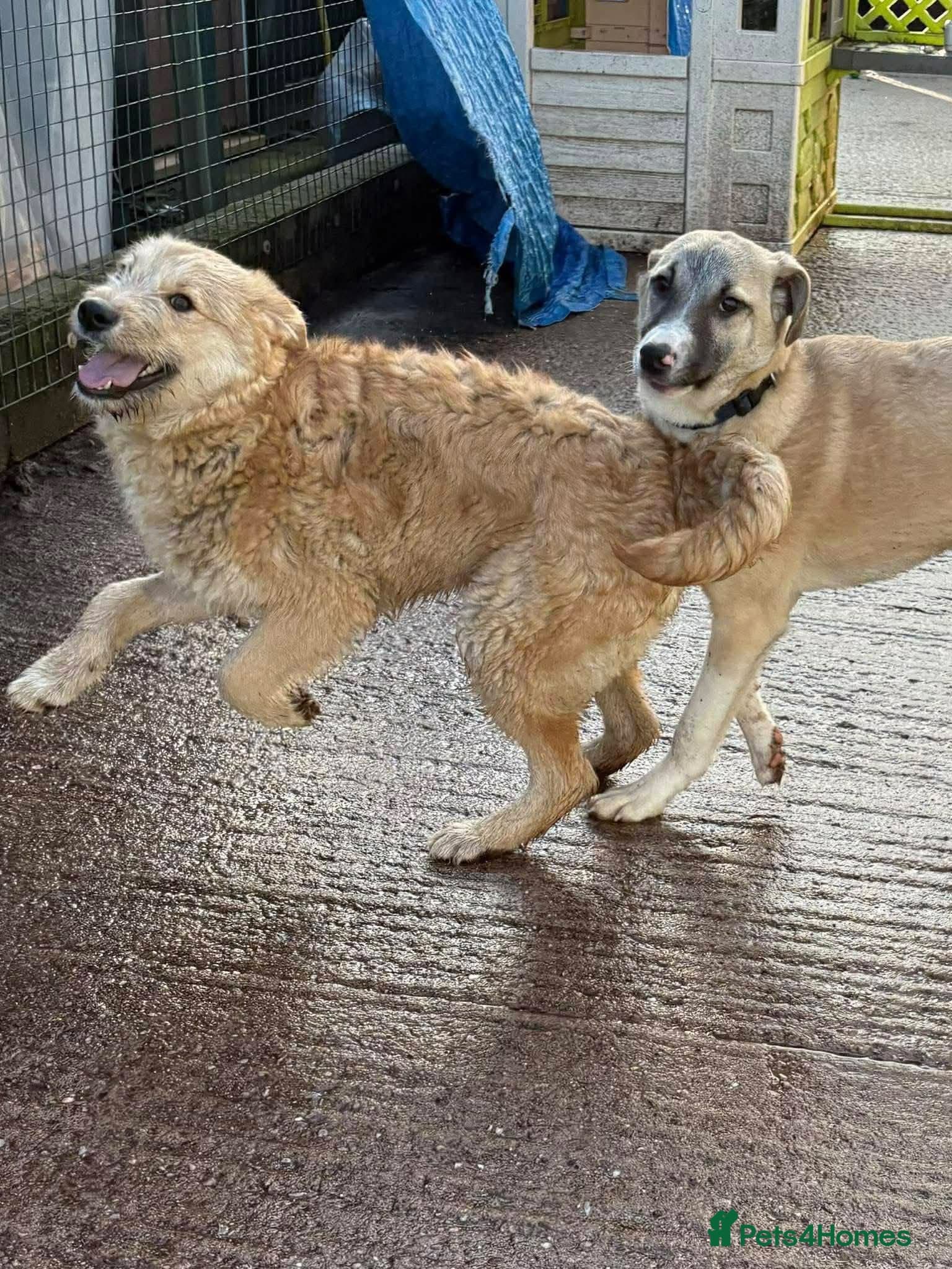 Meet Oscar, currently residing in Essex photo 3