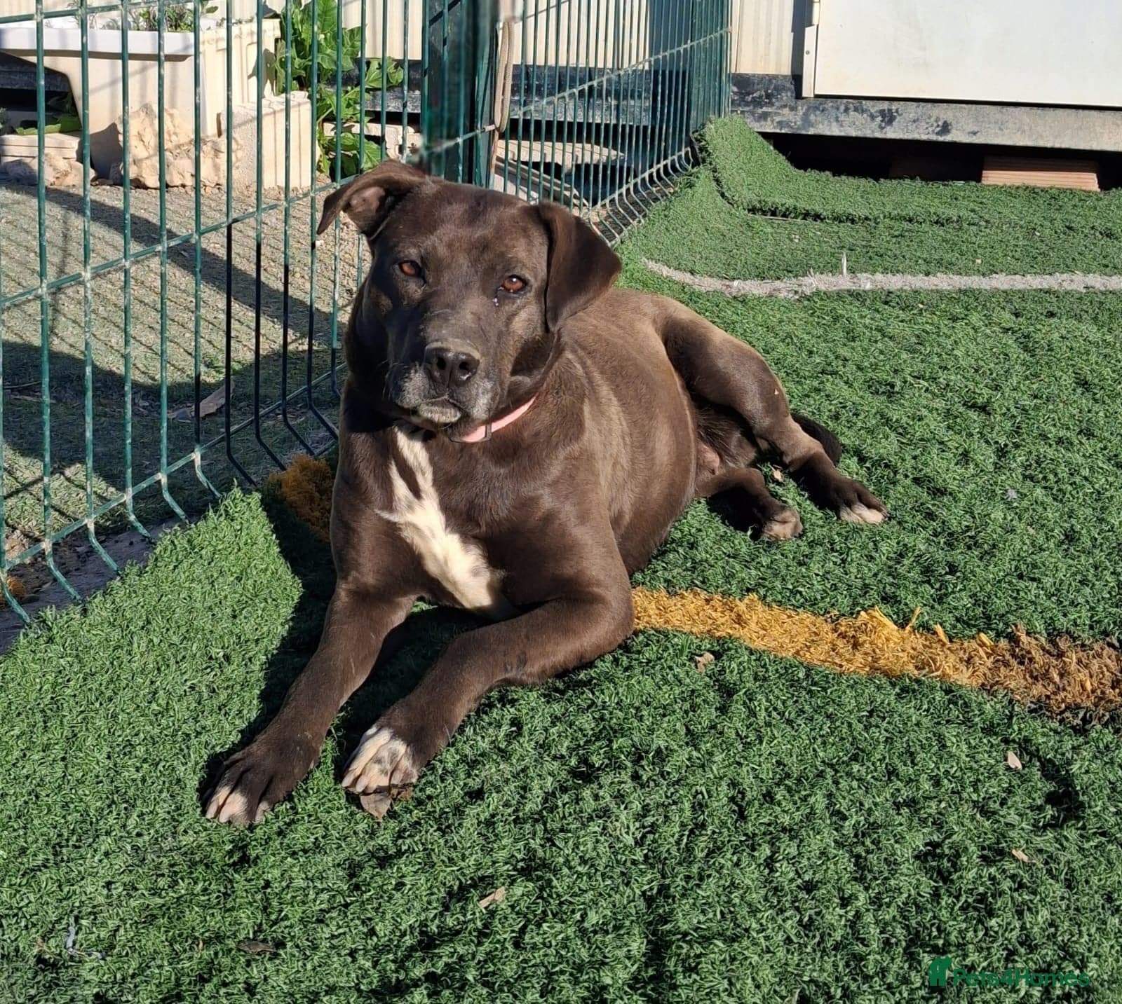 Sira🚨🐾 photo 2