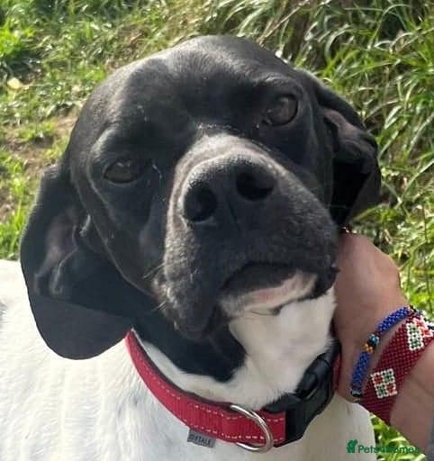 Pointer, Duke photo 5