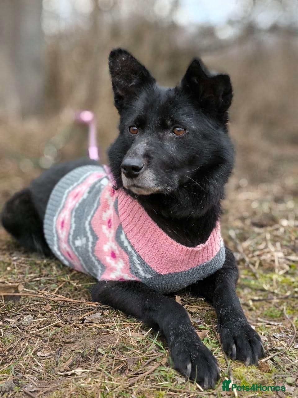 ๏ธ๐ถ tofa photo 28