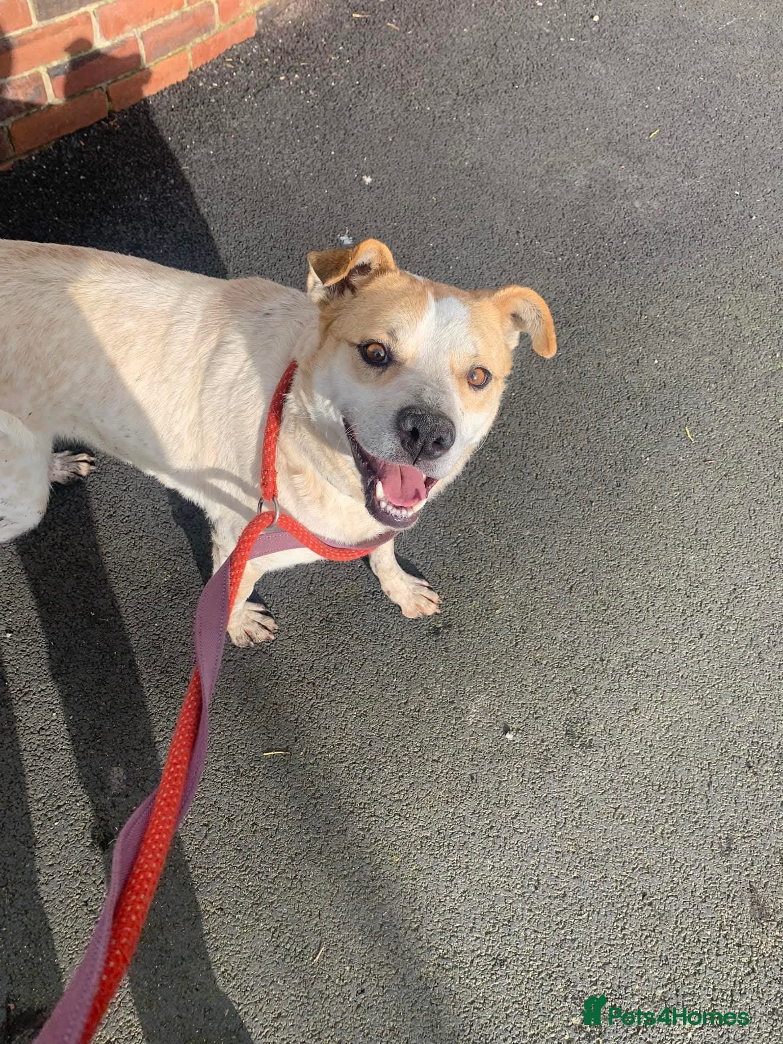 Meet Barry,currently residing in Cheshire photo 5