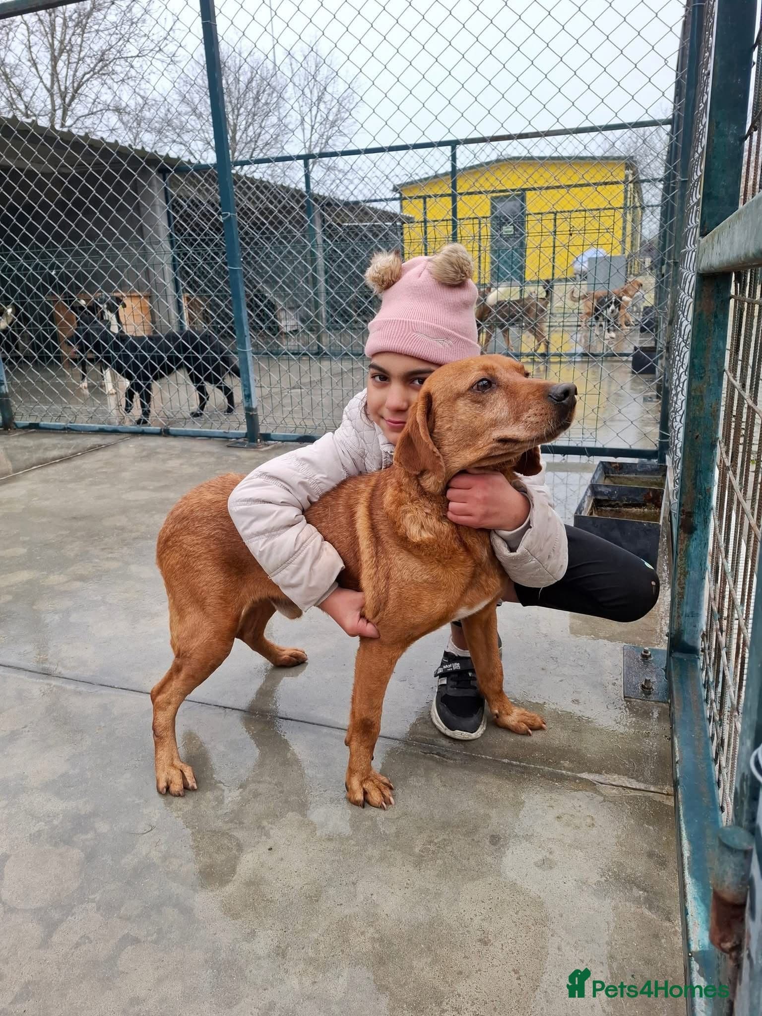 Beanie Boy, 3-4 yrs old. photo 2