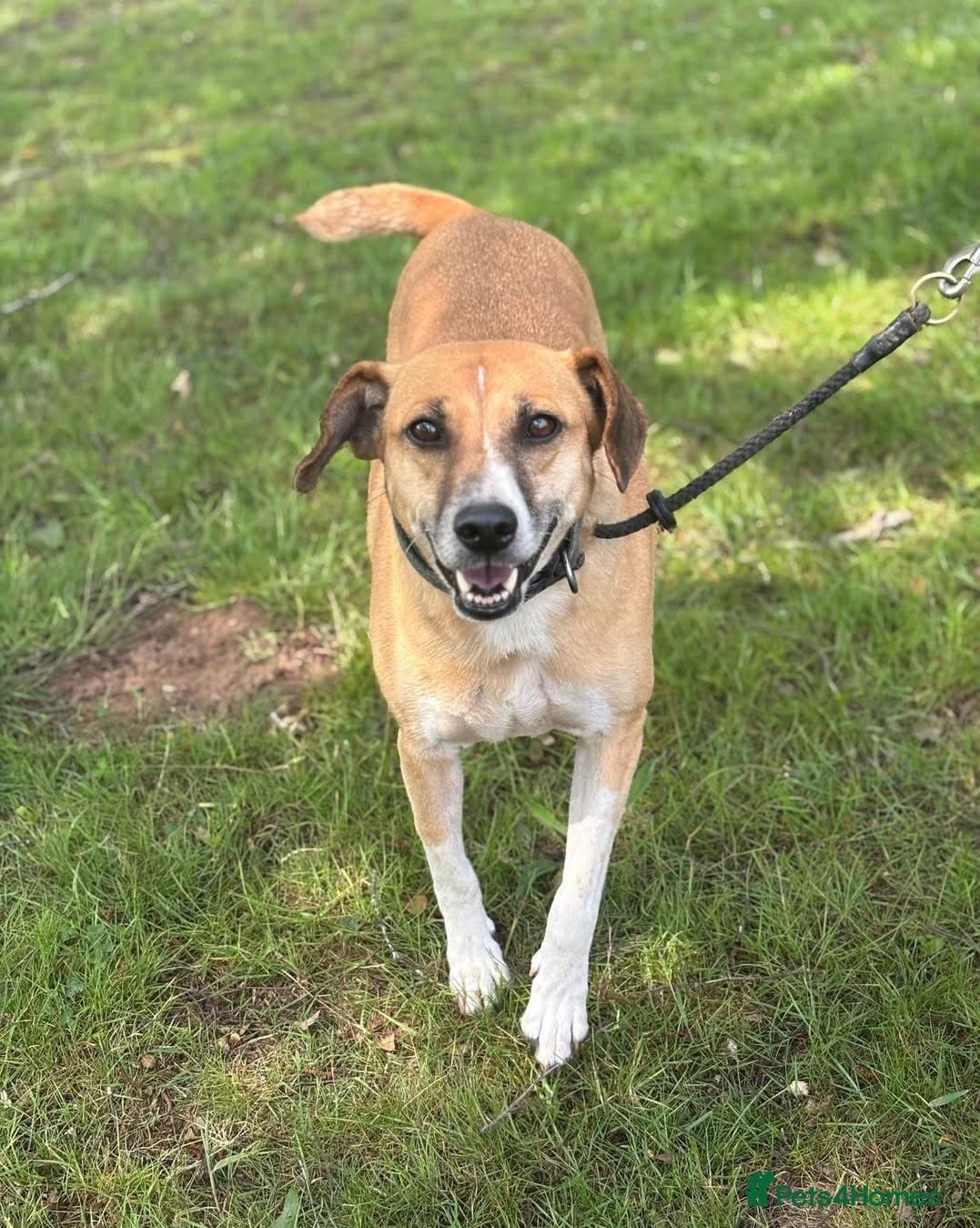 Shandy, a real sweetheart 🧡 photo 11