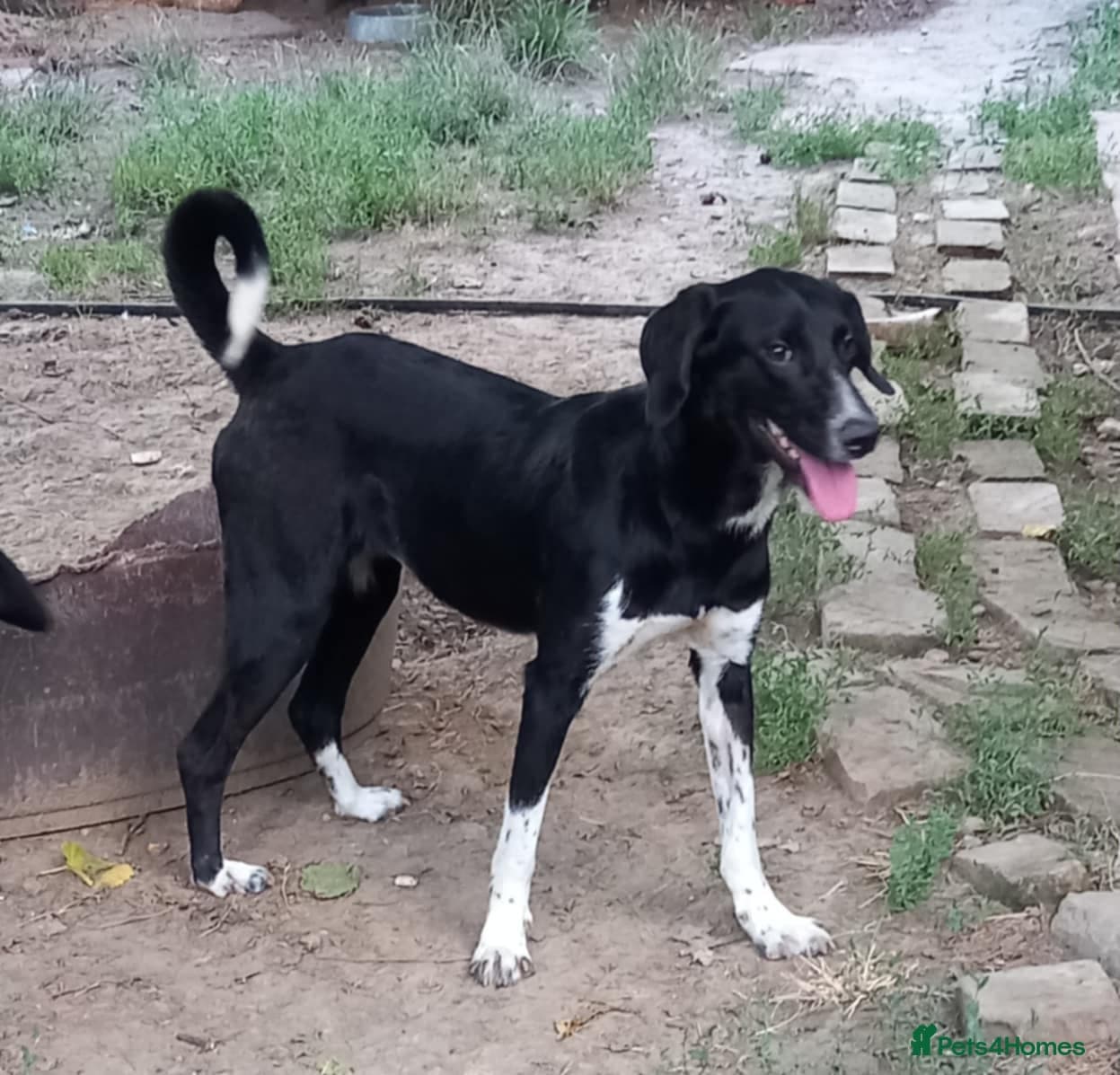 Nora for adoption in cornwall/devon photo 8