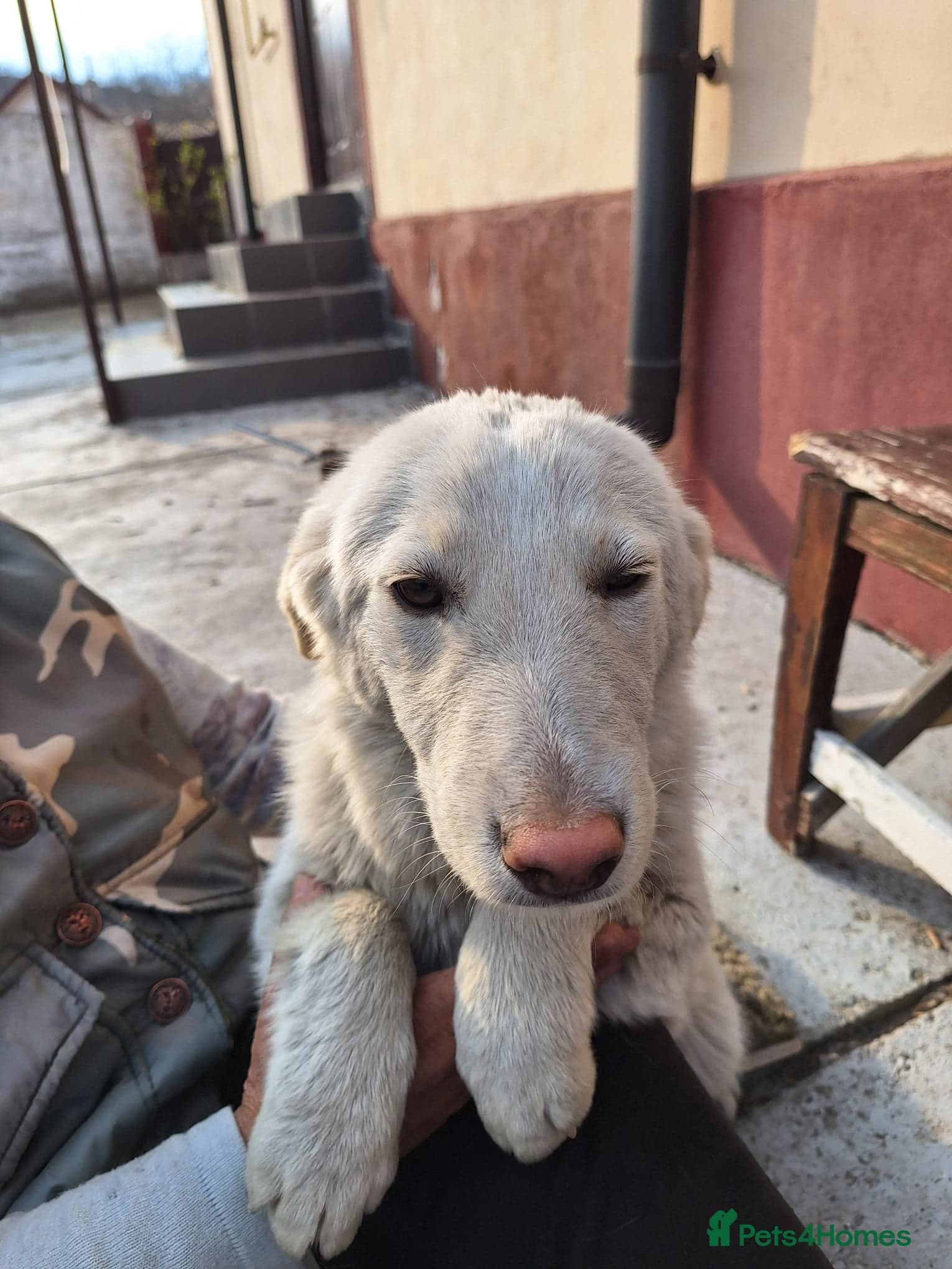 Meet SNOWY… a Lovely Girl photo 4