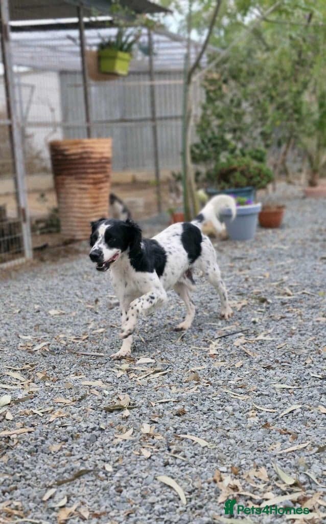 Connor our playful, happy Spaniel mix! photo 6