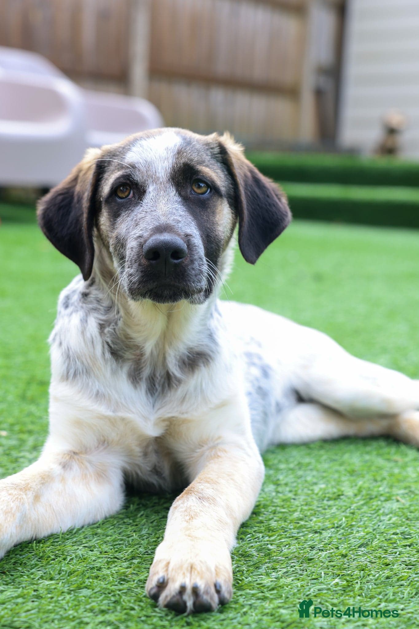 Easygoing Electra - Colourful Lab type photo 7