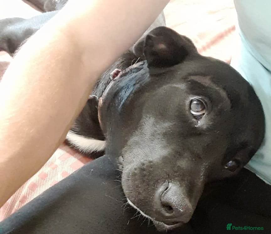 SHEAMUS,URGENT sensitive Soul Labrador Cross photo 7