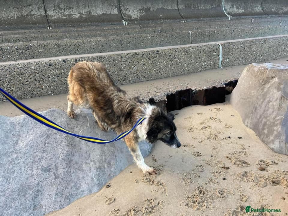 Hilda - Norwich Norfolk photo 33